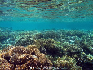 Shallow Coral Reef, Wakatobi Marine Preserve, Indonesia by Pauline Walsh Jacobson 